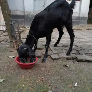 Healthy Goat for Sale