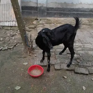Healthy Goat for Sale