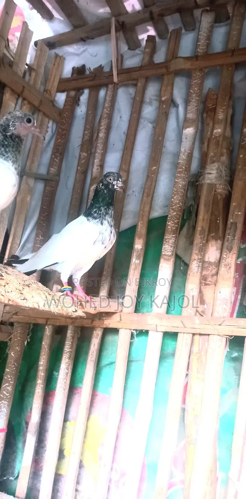 টেডি ডাবওয়ালা নর কবুতর চার পিস সেল