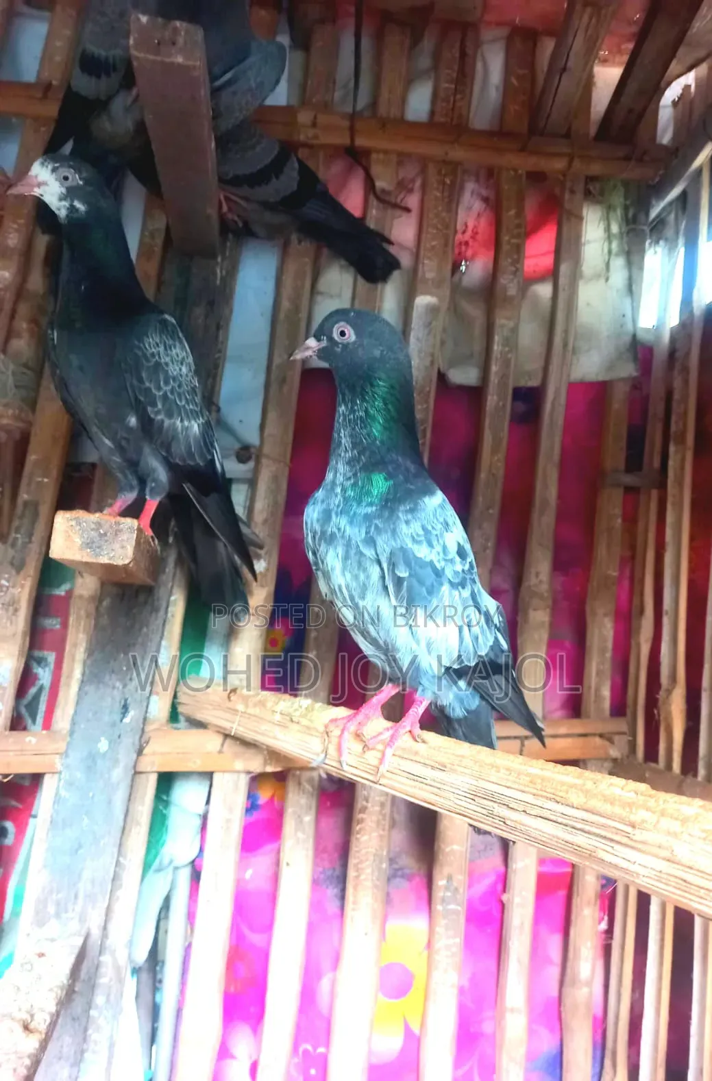 টেডি ডাবওয়ালা নর কবুতর চার পিস সেল
