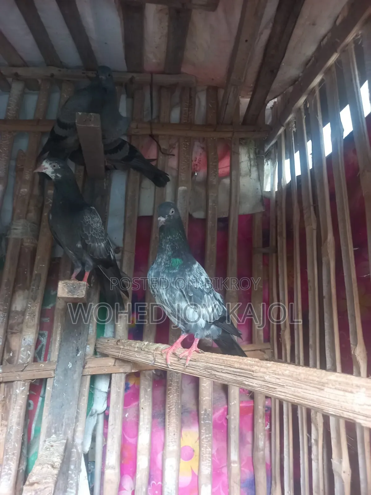 টেডি ডাবওয়ালা নর কবুতর চার পিস সেল