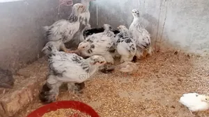 ব্রাহমা মুরগি