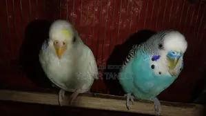 মাস্টার পেয়ার বাজিগর