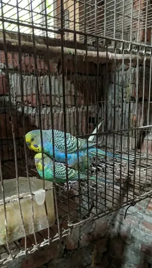 Rainbow Budgerigar Birds