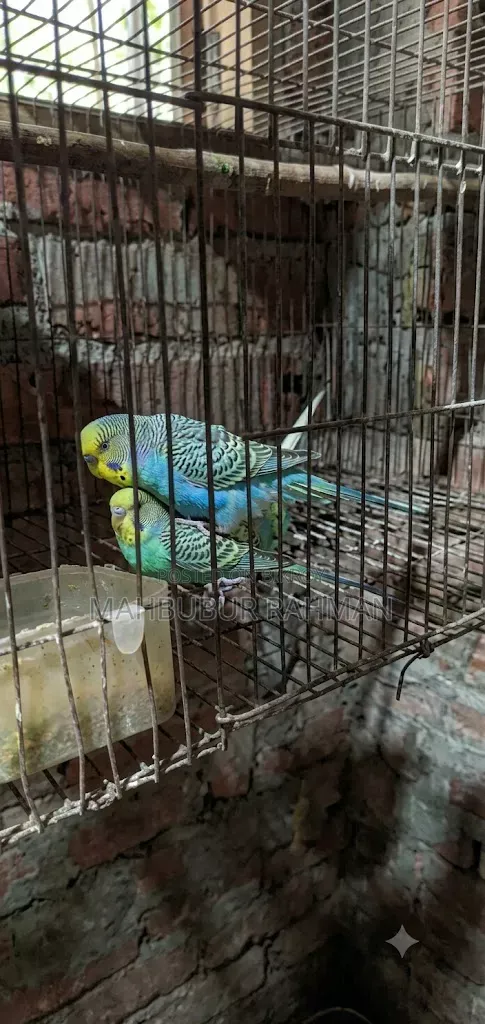 Rainbow Budgerigar Birds