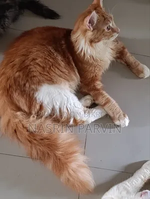 3-6 Months Male Purebred Maine Coon