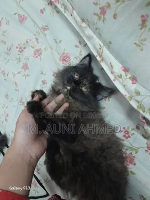 3-6 Months Male Purebred Persian