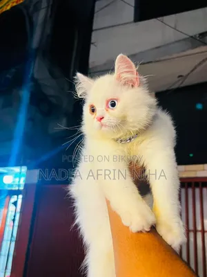 3-6 Months Male Purebred Persian