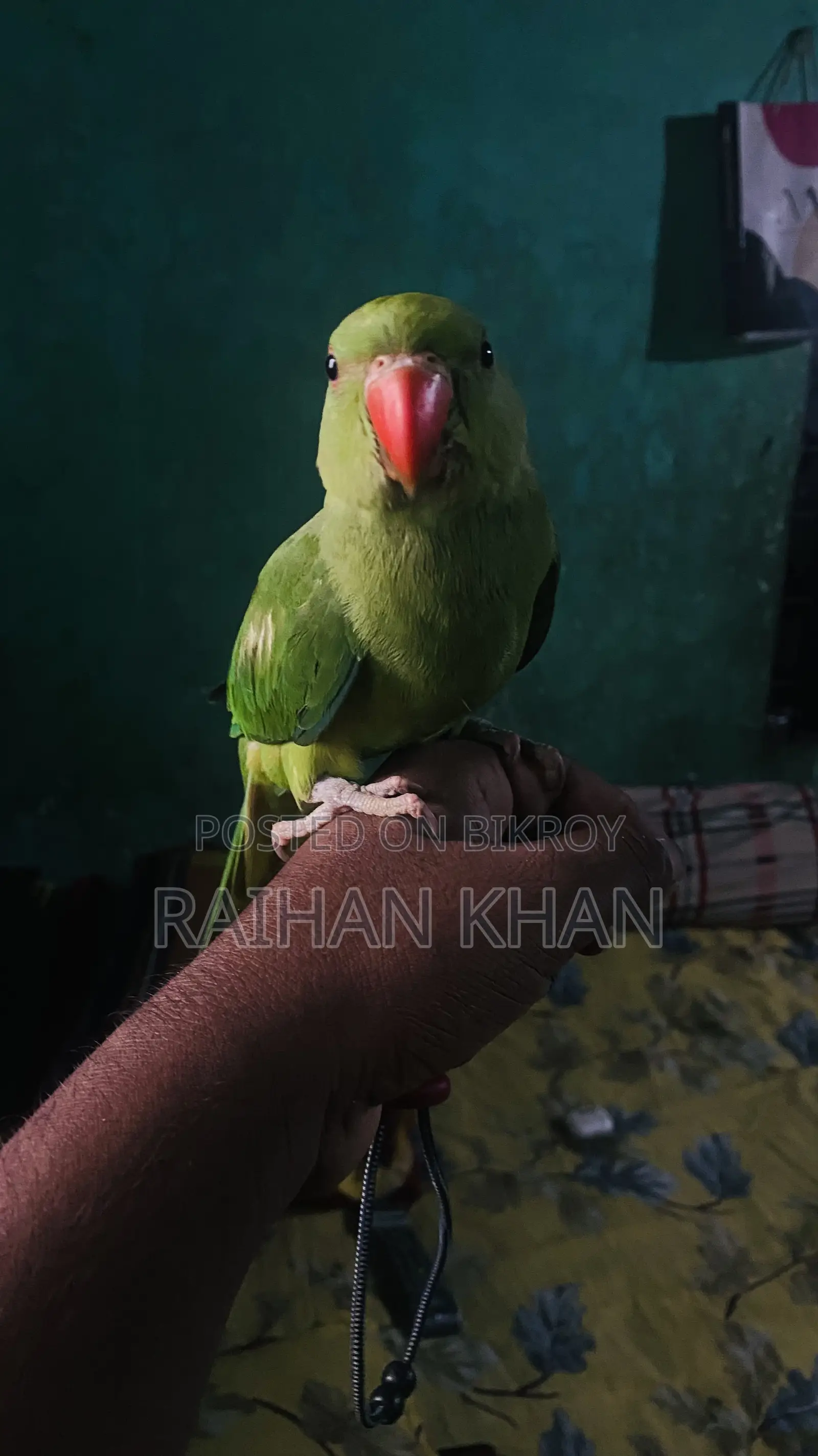 Indian Ringneck Parakeet