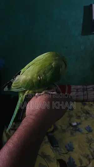 Indian Ringneck Parakeet