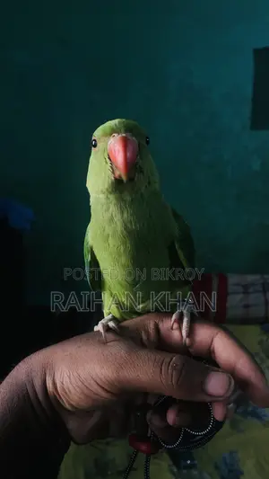 Indian Ringneck Parakeet