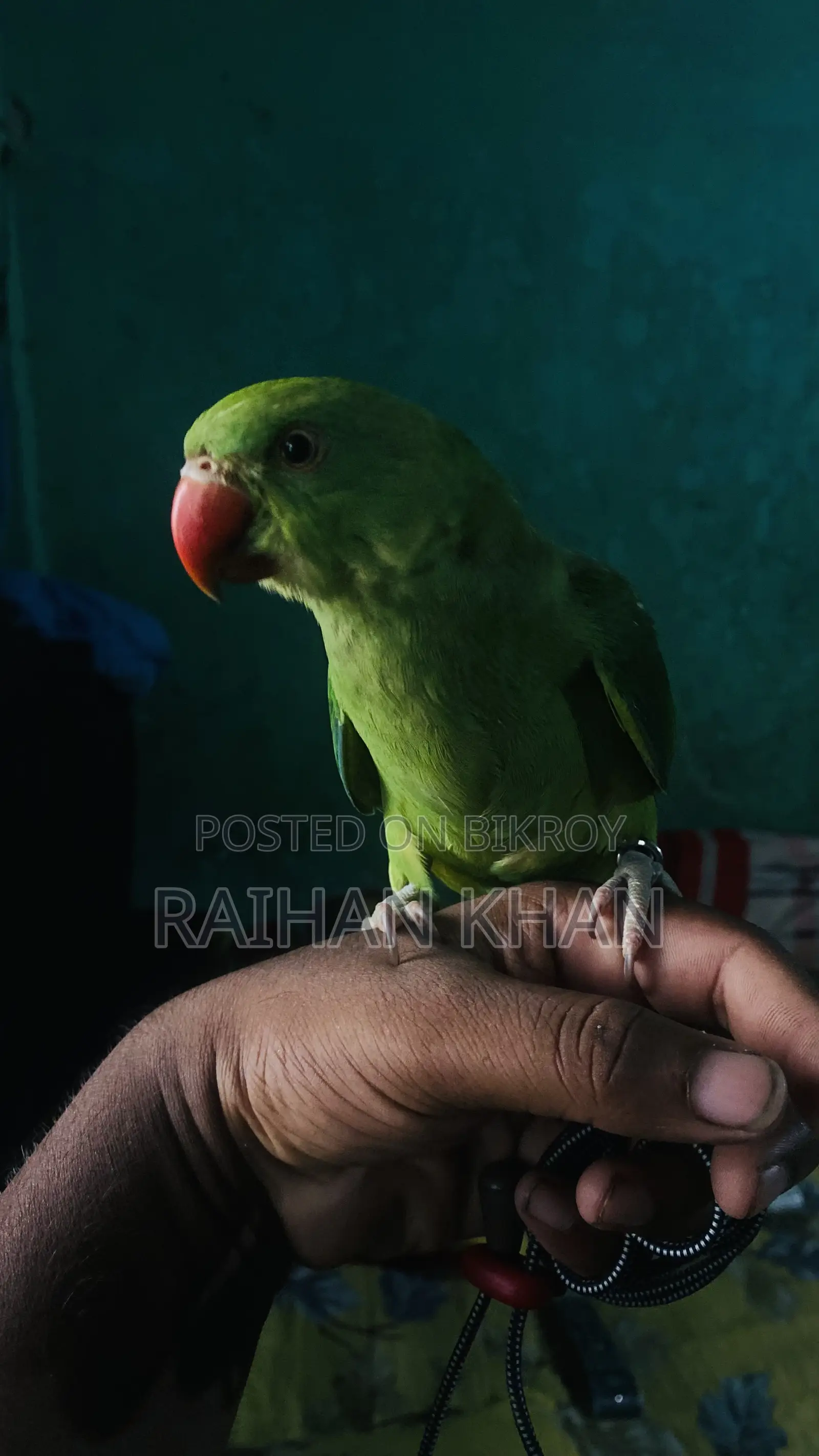 Indian Ringneck Parakeet