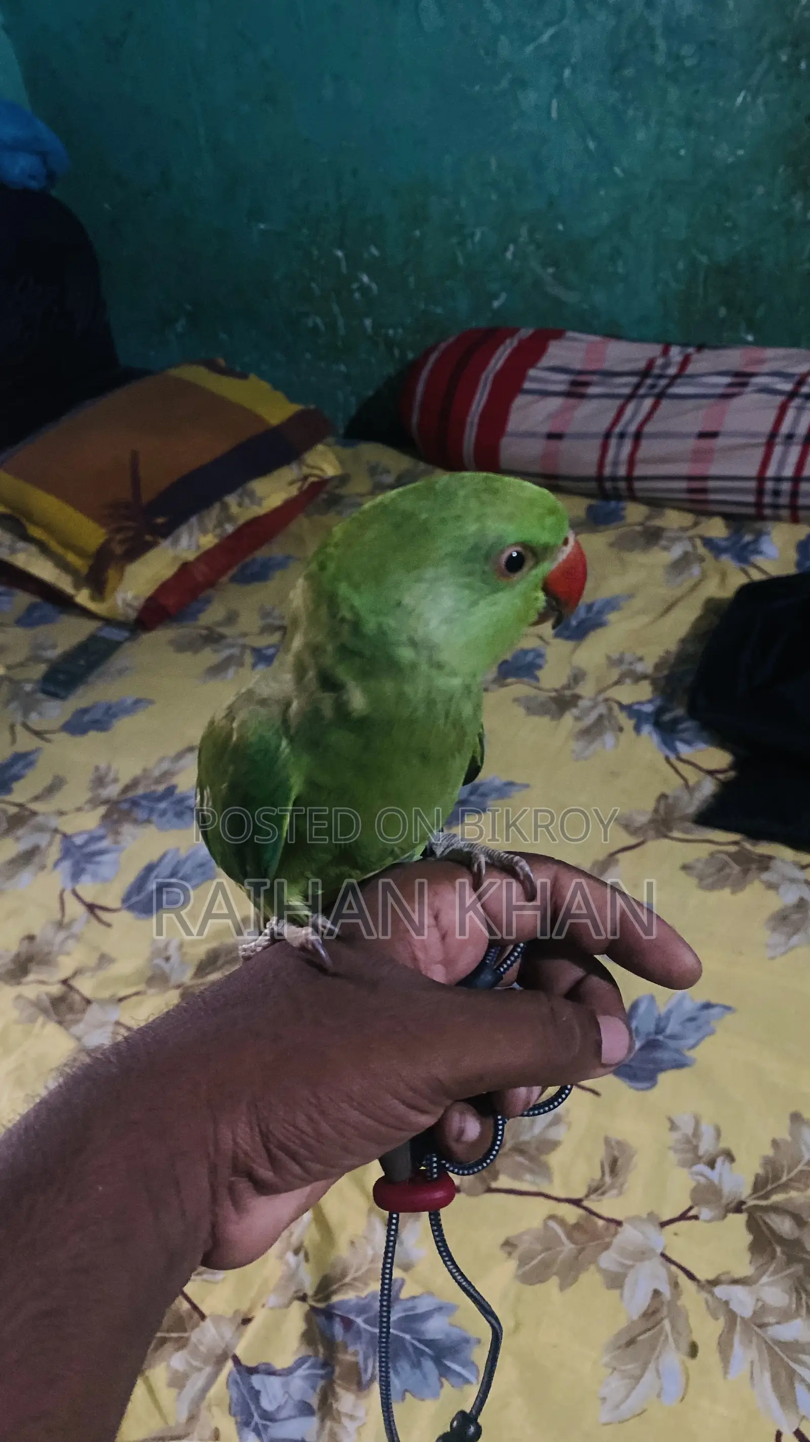 Indian Ringneck Parakeet