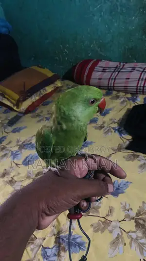 Indian Ringneck Parakeet