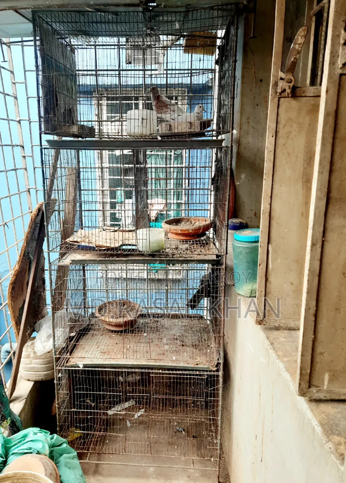 Bird Cage