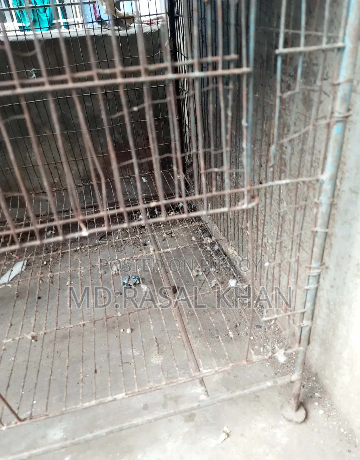 Bird Cage