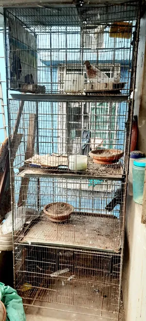 Bird Cage