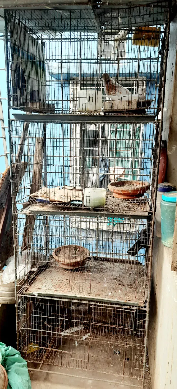 Bird Cage