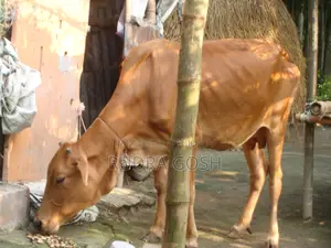 গরু বিক্রি হবে
