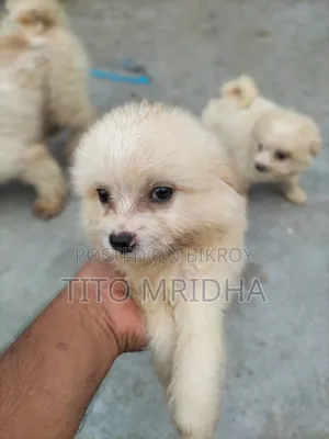 1-3 Months Male Purebred Lhasa Apso