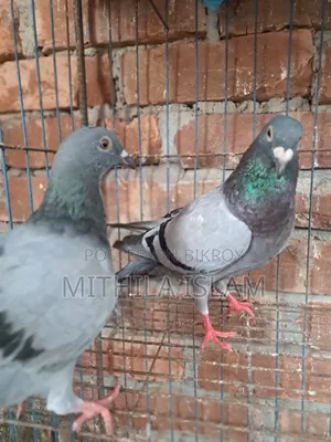 সবজি কবুতর সেল করা হবে