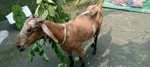 বিটল ক্রস ছাগল