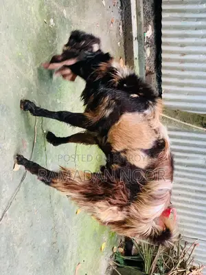 বড় সাইজের একটি পাঠা বিক্রি হবে