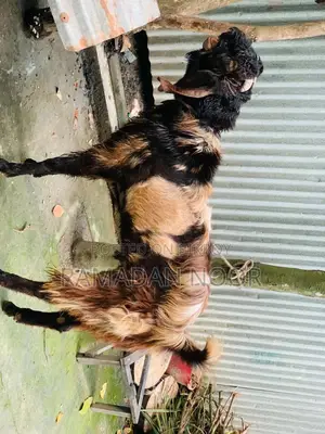 বড় সাইজের একটি পাঠা বিক্রি হবে
