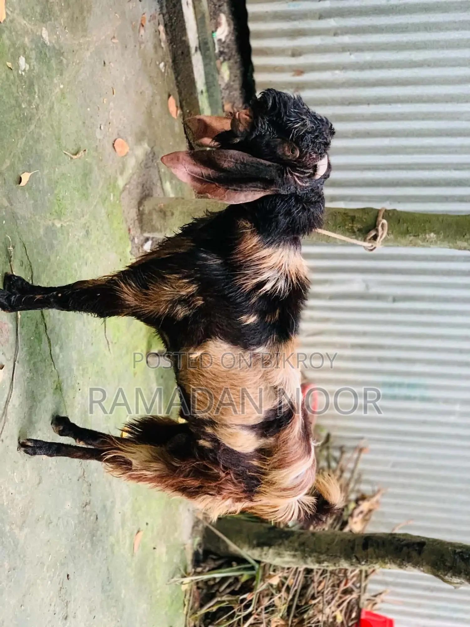 বড় সাইজের একটি পাঠা বিক্রি হবে