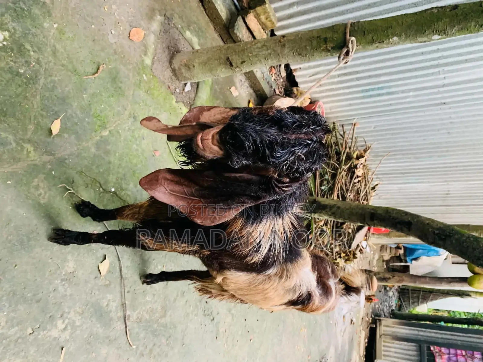 বড় সাইজের একটি পাঠা বিক্রি হবে