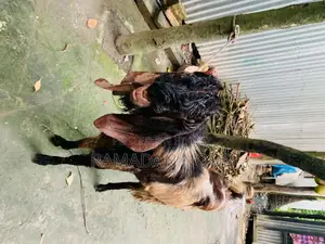 বড় সাইজের একটি পাঠা বিক্রি হবে