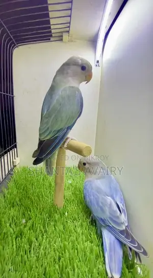 Lovebird Pair Non Ring