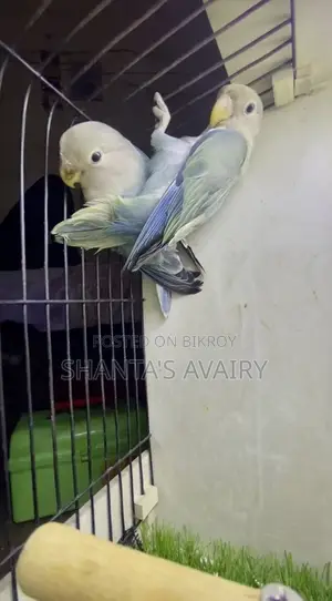 Lovebird Pair Non Ring
