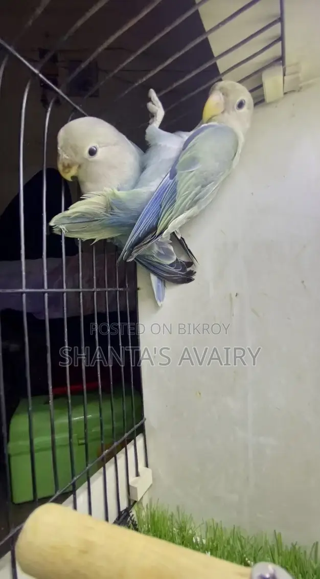 Lovebird Pair Non Ring