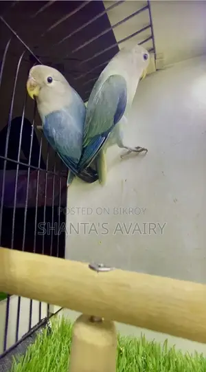 Lovebird Pair Non Ring