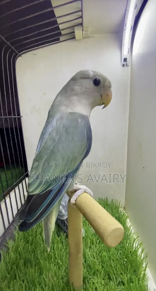 Lovebird Pair Non Ring