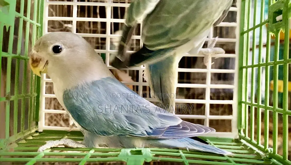 Lovebird Pair Non Ring