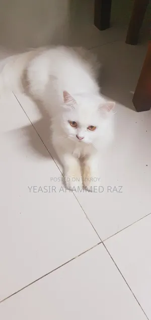 1+ Year Female Purebred Persian