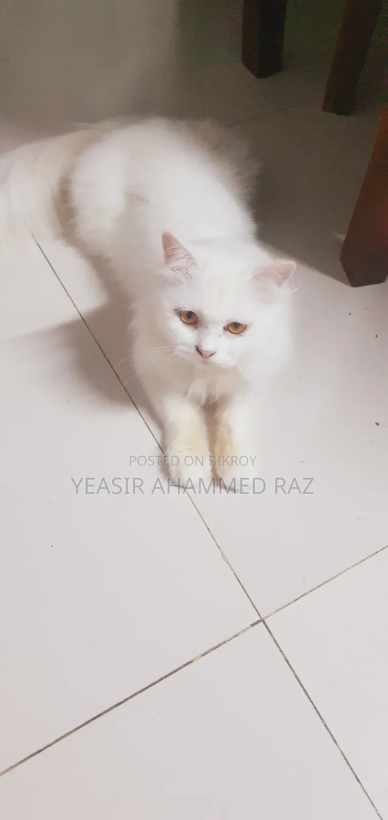 1+ Year Female Purebred Persian
