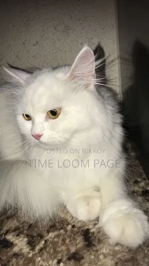 1+ Year Female Purebred Persian