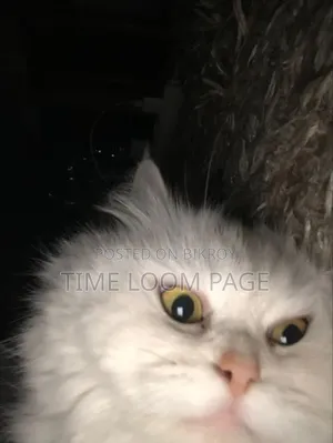 1+ Year Female Purebred Persian