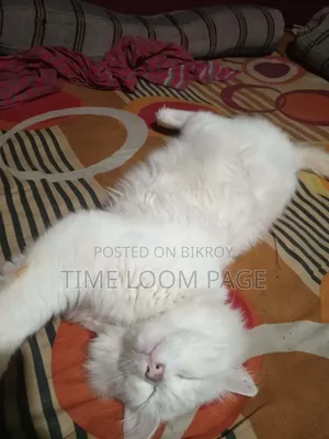 1+ Year Female Purebred Persian