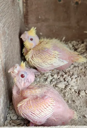 Cockatiel Baby