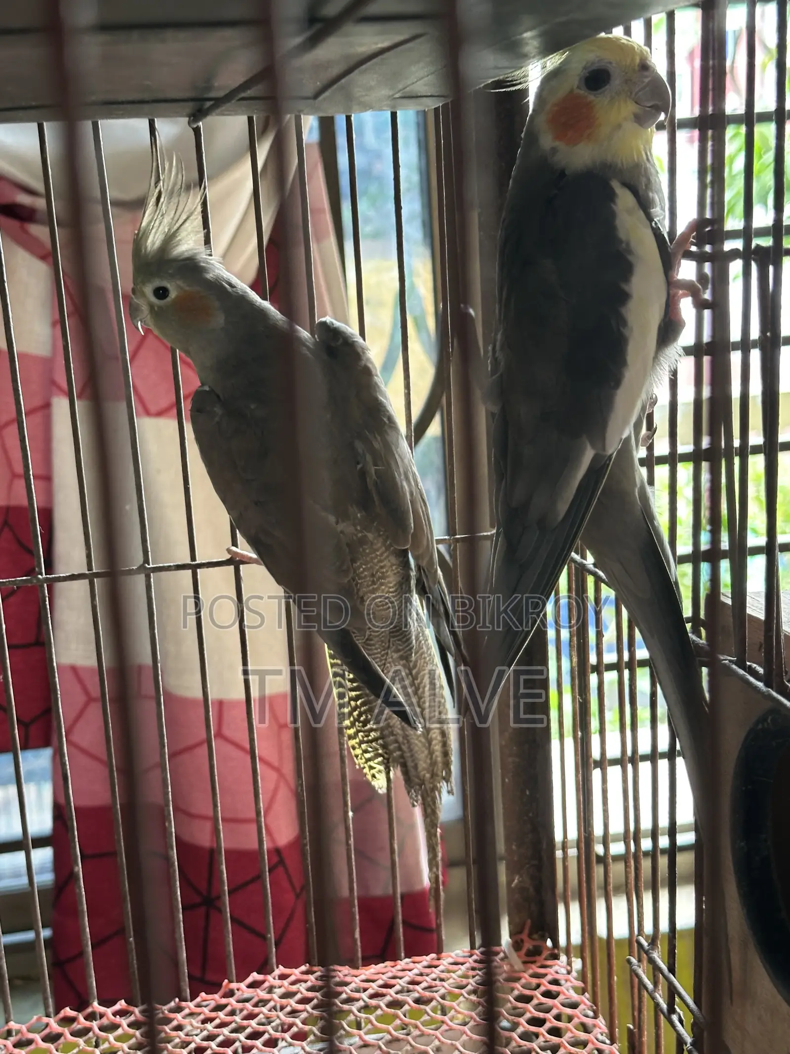 1 Pair Grey Cockatiel (Adult). Male and Female Pair.
