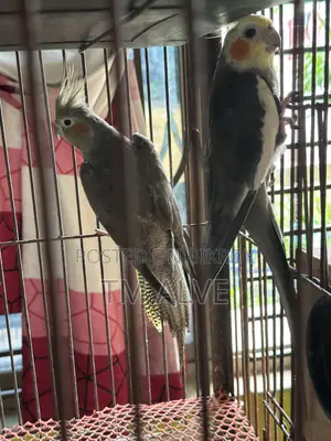 1 Pair Grey Cockatiel (Adult). Male and Female Pair.