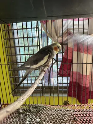 1 Pair Grey Cockatiel (Adult). Male and Female Pair.