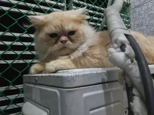 6-12 months Male Purebred Persian