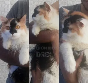 6-12 Months Female Purebred Persian