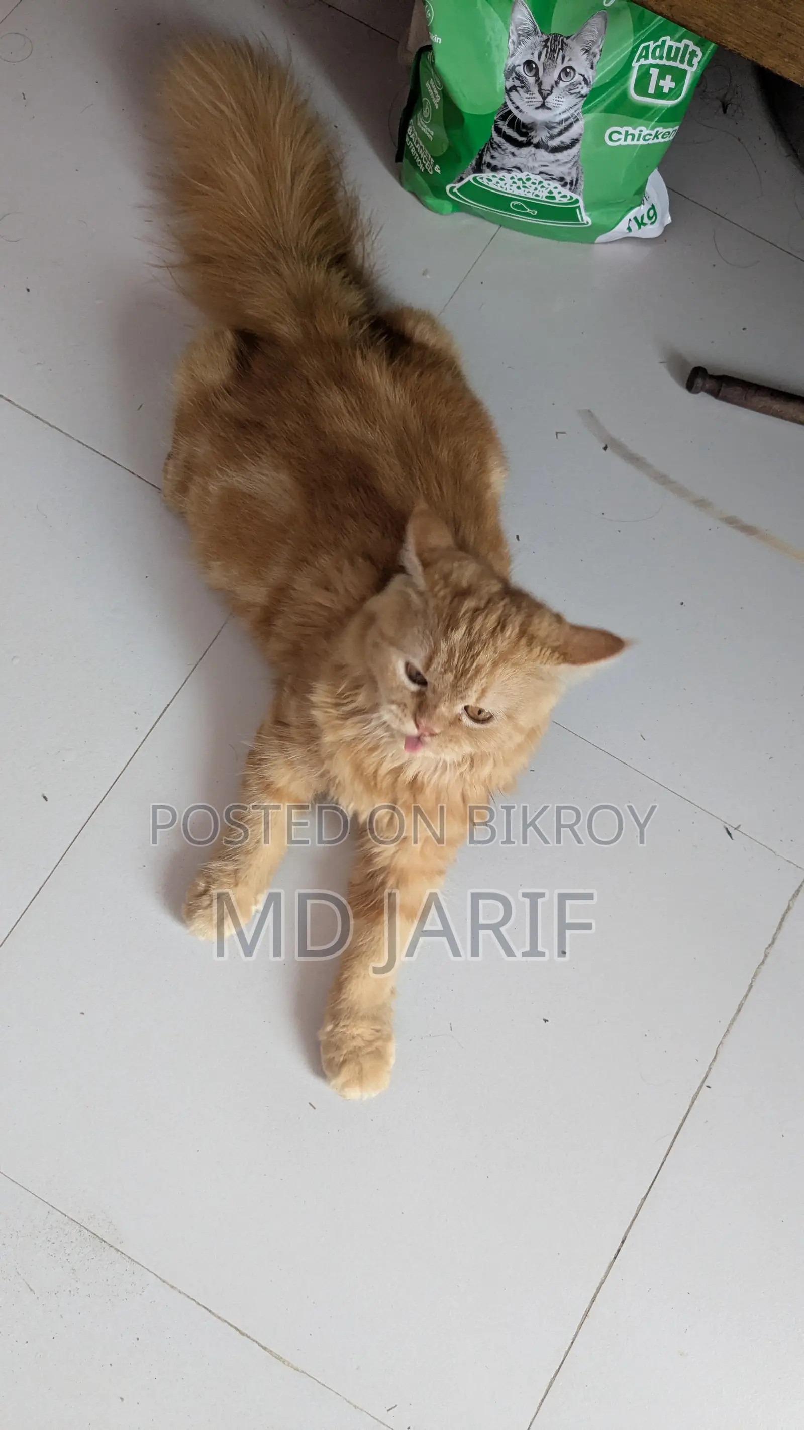 6-12 Months Female Purebred Persian