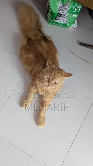 6-12 Months Female Purebred Persian